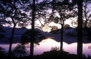 derwent trees dusk